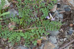 Englemann's milkvetch